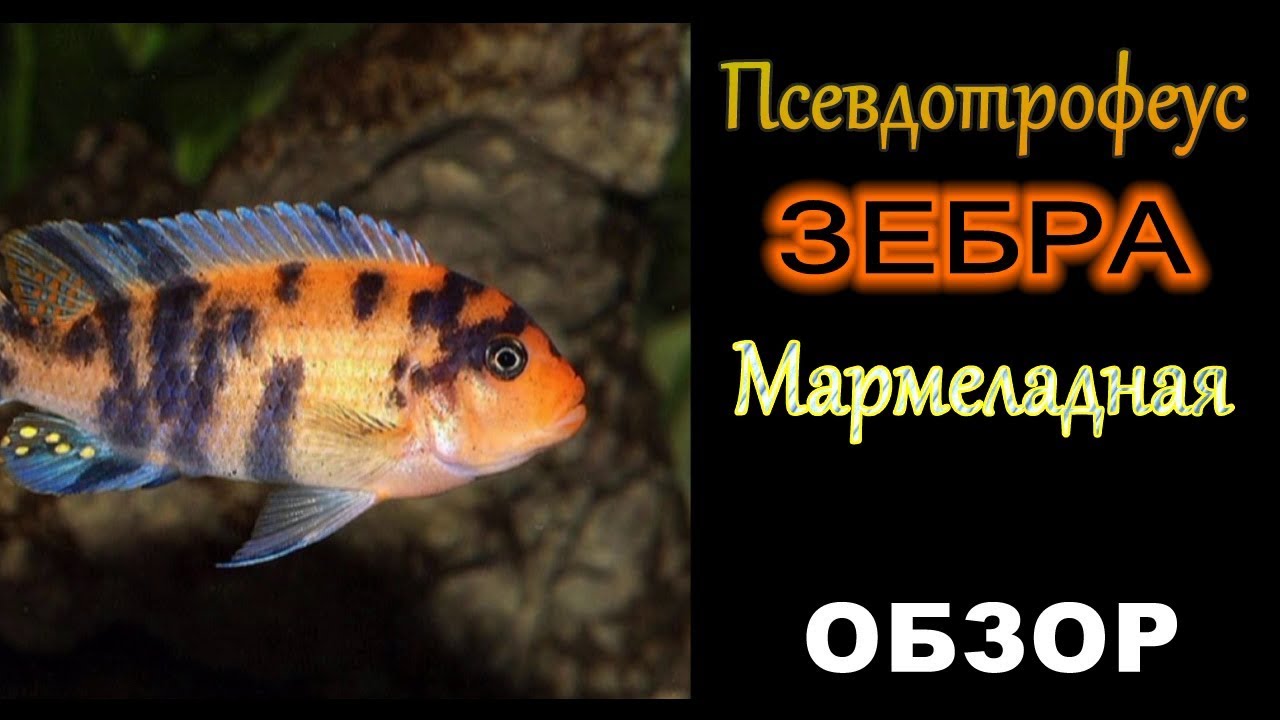 Псевдотрофеус Зебра Мармеладная