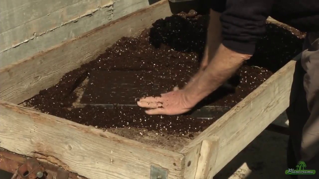 Krydderurter i Plantorama - Sådan bliver det til