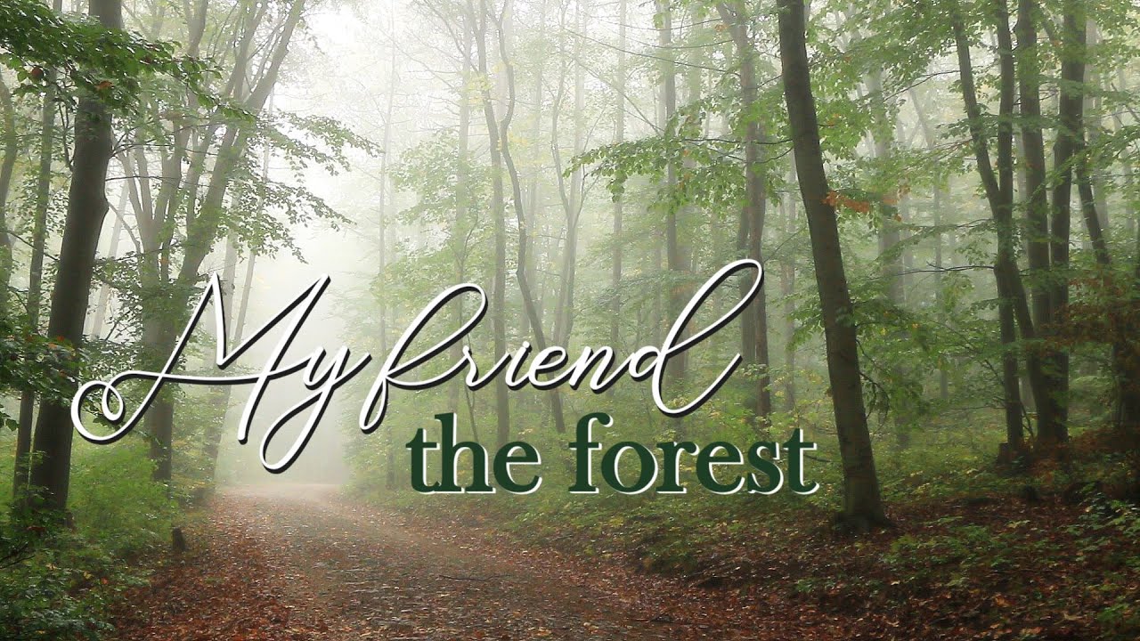An ode to the forest (A misty autumn)