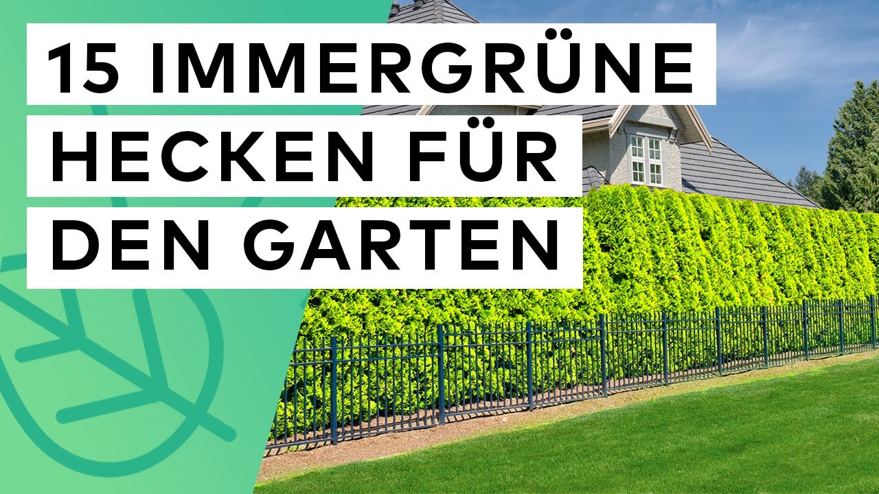 Immergrüne Hecke 🍃 💚  15 Sträucher für einen günstigen & langlebigen Sichtschutz 👀 ❎