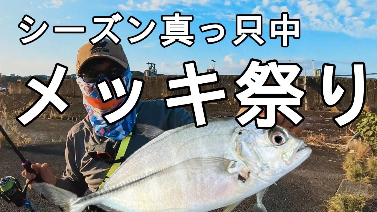 シーズン真っ只中！秋のメッキ祭り