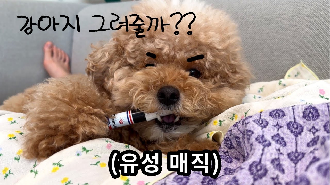 이 정도 그릇은 돼야 푸들 키웁니다🤟