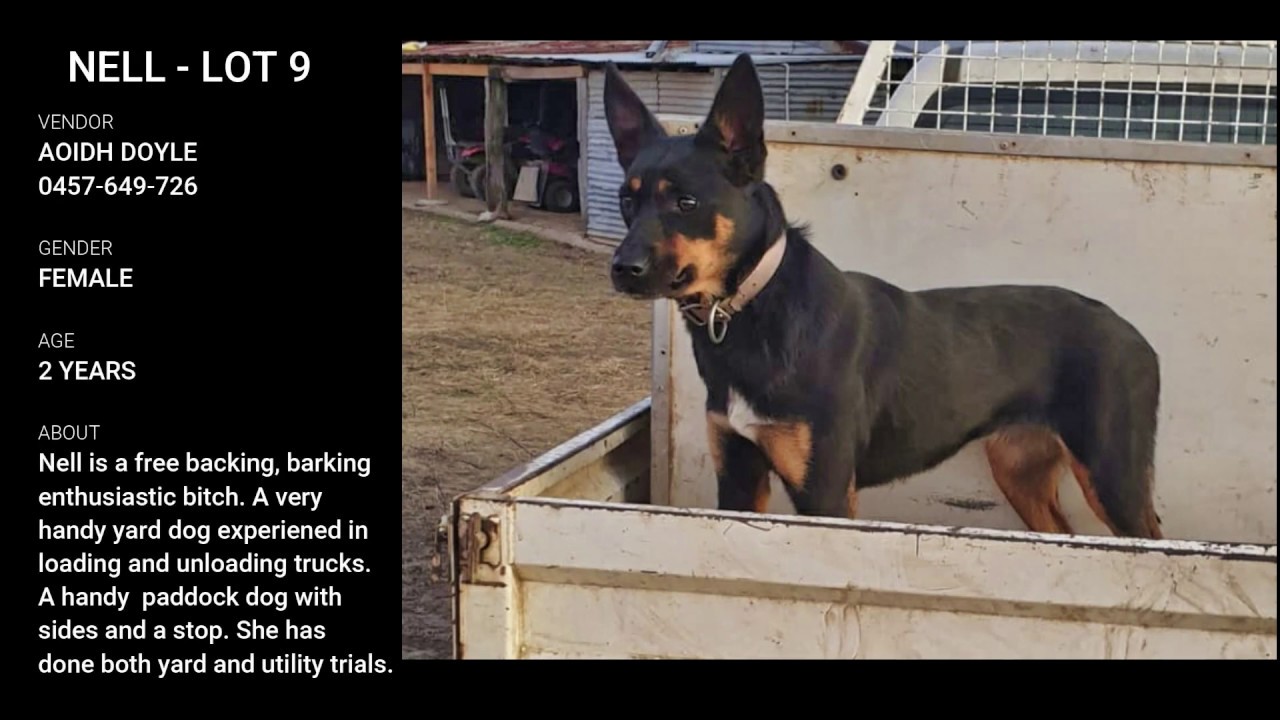 Nell - 2020 Jerilderie Working Dog Auction - Lot 9 - Vendor: Aoidh Doyle 0457-649-726