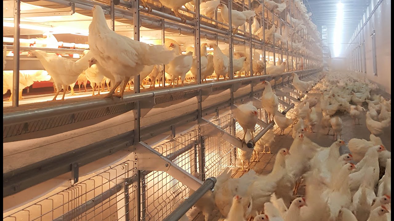 Facco Libera Deck - cage free system