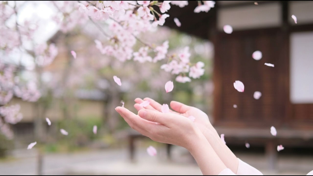 【Music Factory】「桜の花びらのように」  - 舞い散る桜に寄せる、切なくも前向きな再会の約束