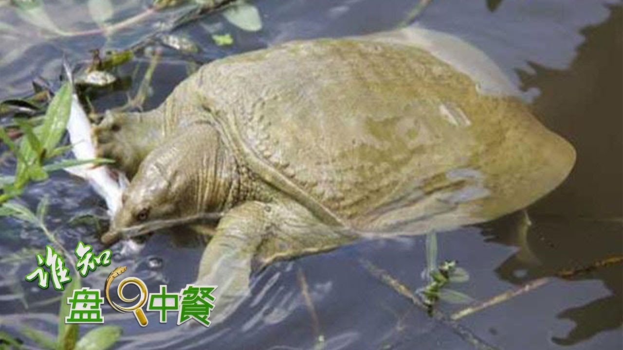 这种生态甲鱼竟比普通甲鱼高出100多元！养殖这种甲鱼的关键，在于一个字：慢！|「谁知盘中餐」20230312