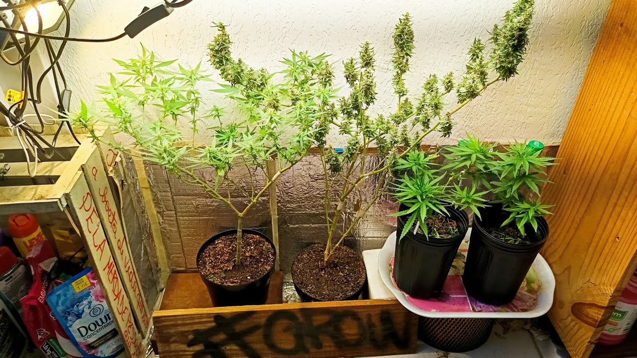 Vale a pena plantar prensado? Prenseeds.