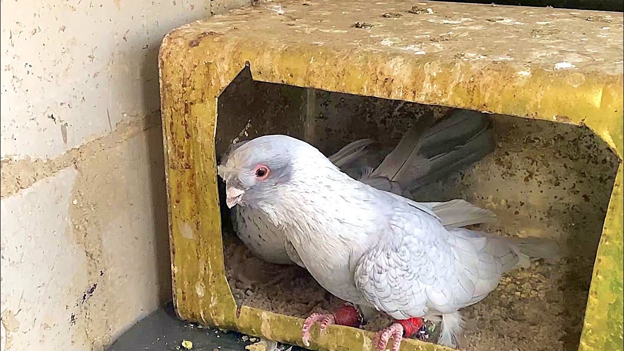 الحلقة تفوز وبقوة الولد صايد ثنين وانا اخطيت طير وجولة على كل الجواز الجديدة ع سطح