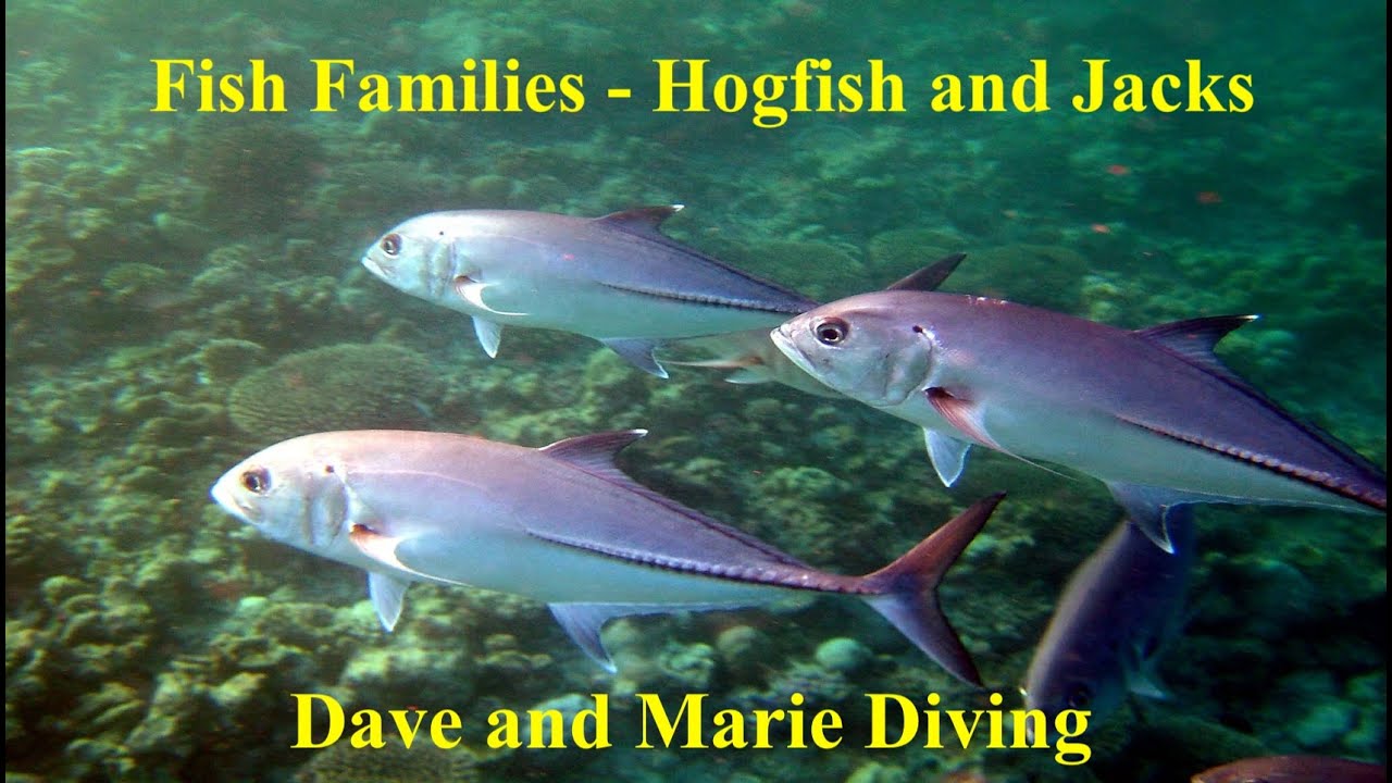 Fish Families Compilation - Hogfish and Jacks