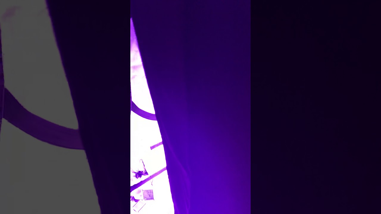 RANDOM SEED UPDATE WEEK 4(closet grow tent )