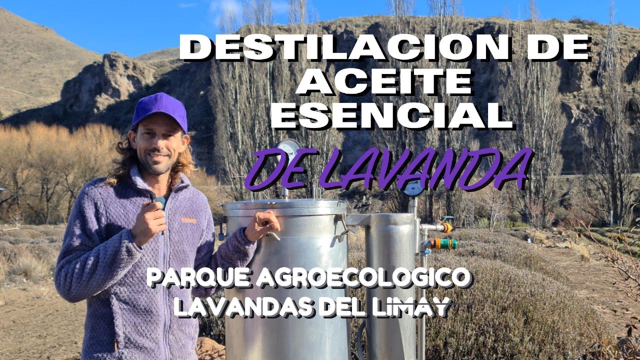Destilación por arrastre por vapor de aceite esencial de Lavanda en destilador o alambique de acero
