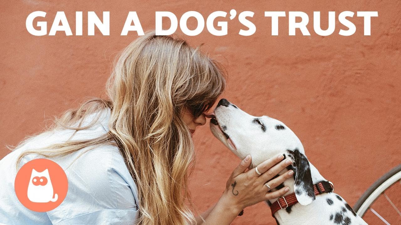 5 TIPS to GAIN a DOG'S TRUST 🐶✅