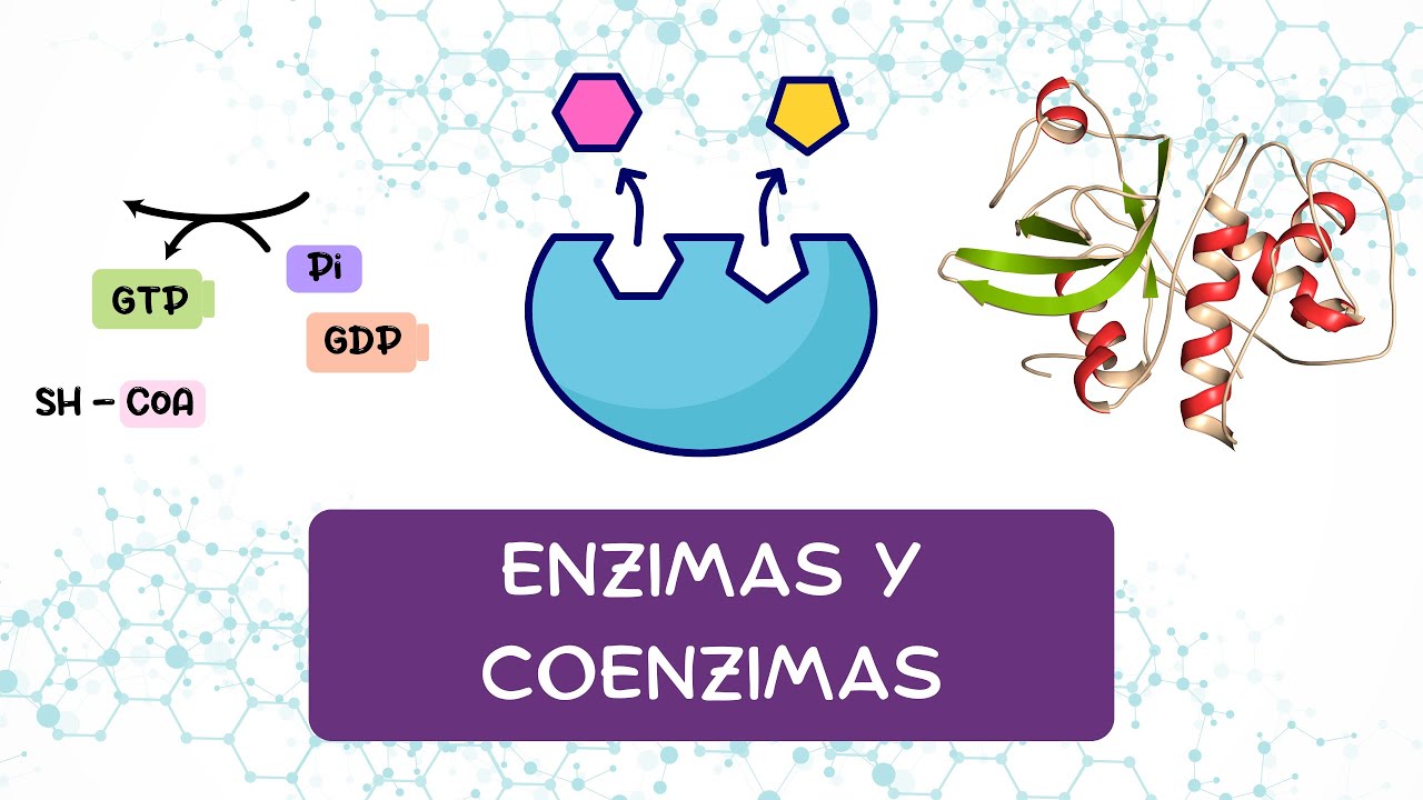 ENZIMAS Y COENZIMAS (BIOQU&Iacute;MICA)