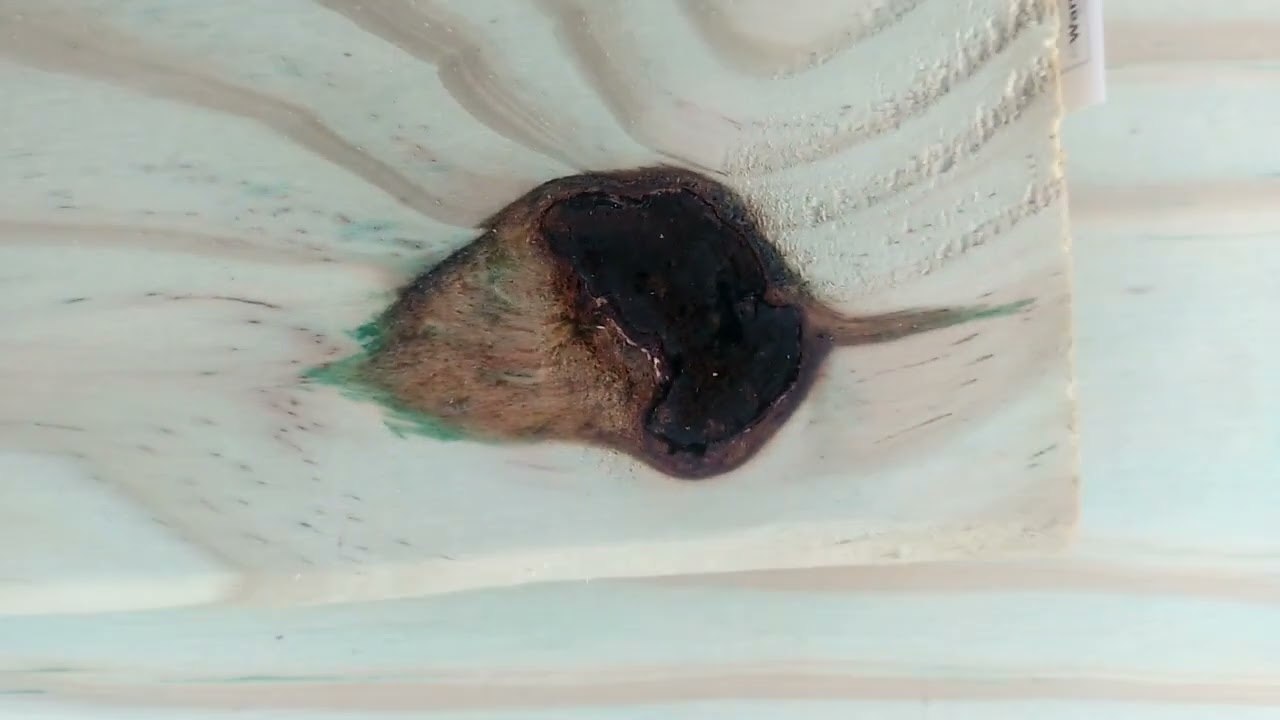 The knot on this decking board looks like an acorn 