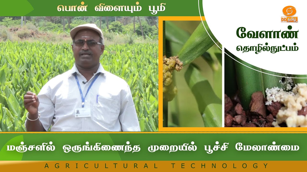 மஞ்சளில் ஒருங்கிணைந்த முறையில் பூச்சி மேலாண்மை | Agriculture Technology