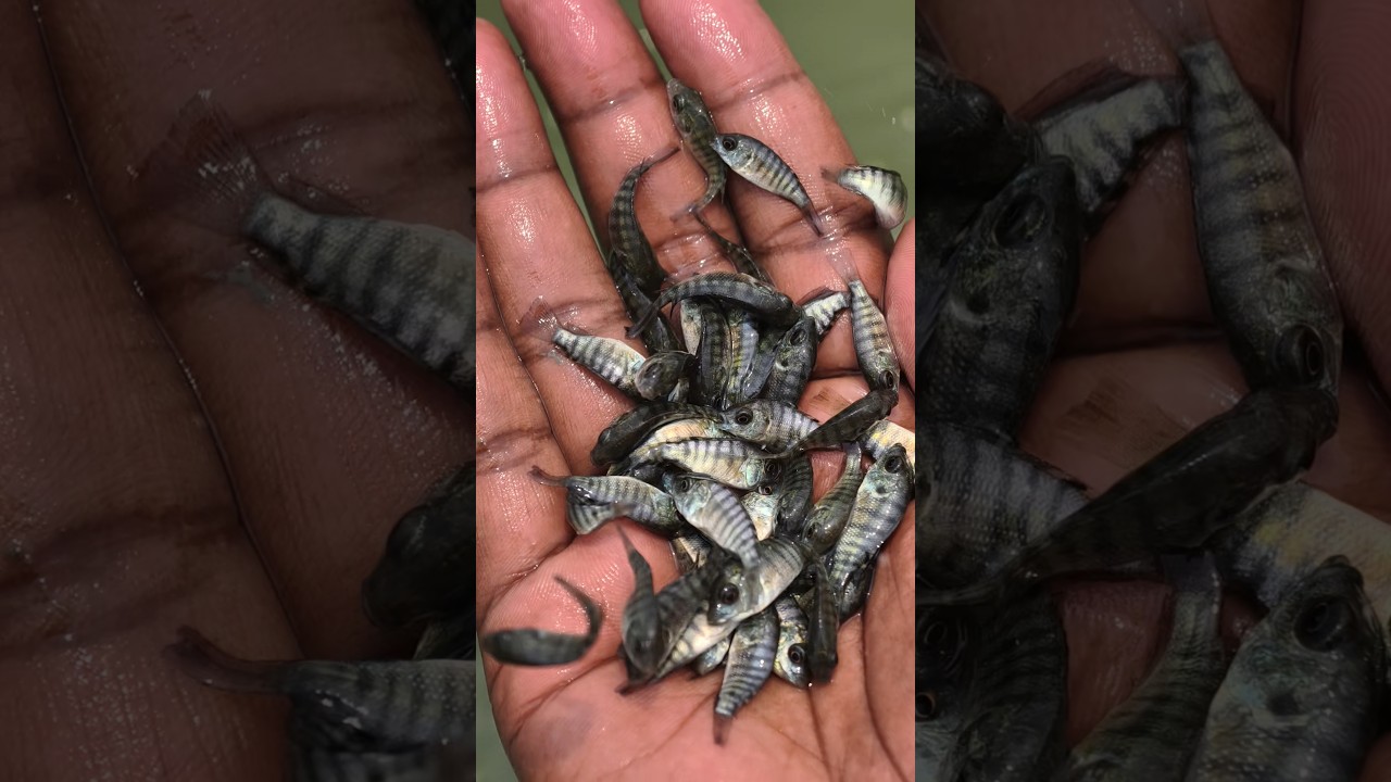 Saving a life: Releasing Punti fish (Rescue Mission)#animals #fish #shorts