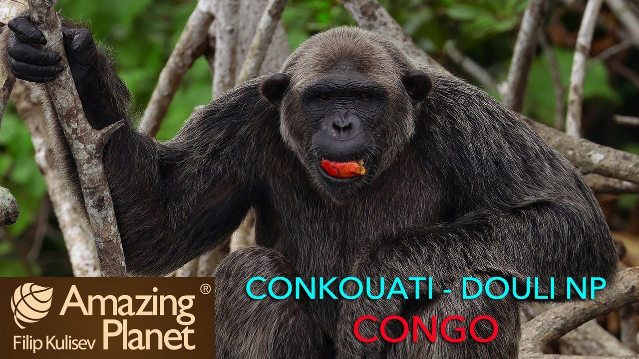 Conkouati - Douli NP,  Congo: Amazing Planet (4K) 2024