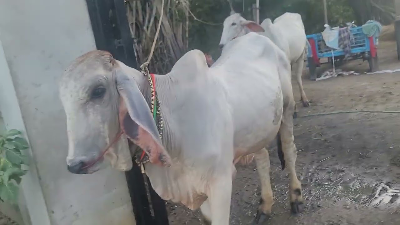 កូនបាគោខ្មែរផែនល្អ#khmer bull#animals 