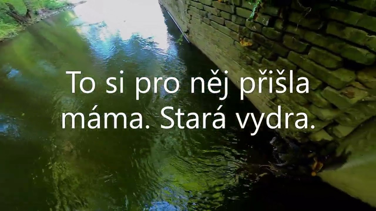 Jak mládě hledá mámu - vydra říční