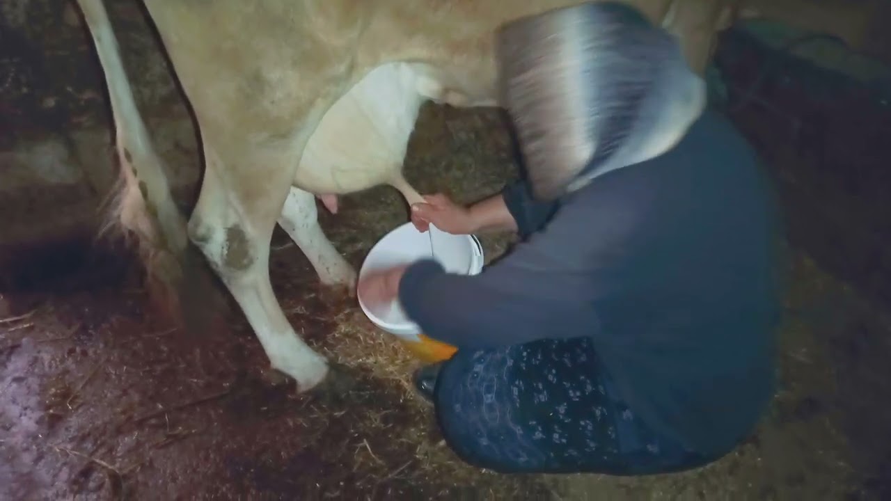 🐄 El İle İnek Süt Sağma | Karadeniz Köy Hayatı ve Tarım Vlogu