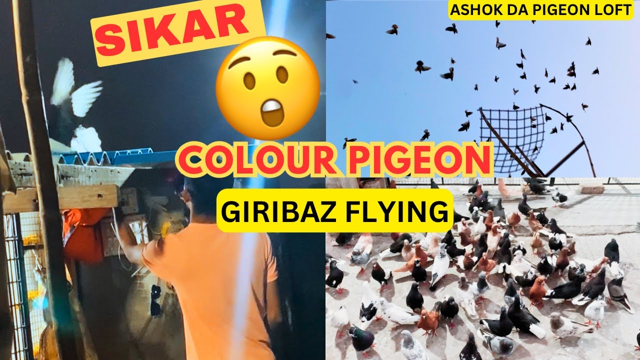 ASHOK DA GIRIBAZ KABOOTAR LOFT | FLYING TIME | SIKAR | COLOUR PIGEON