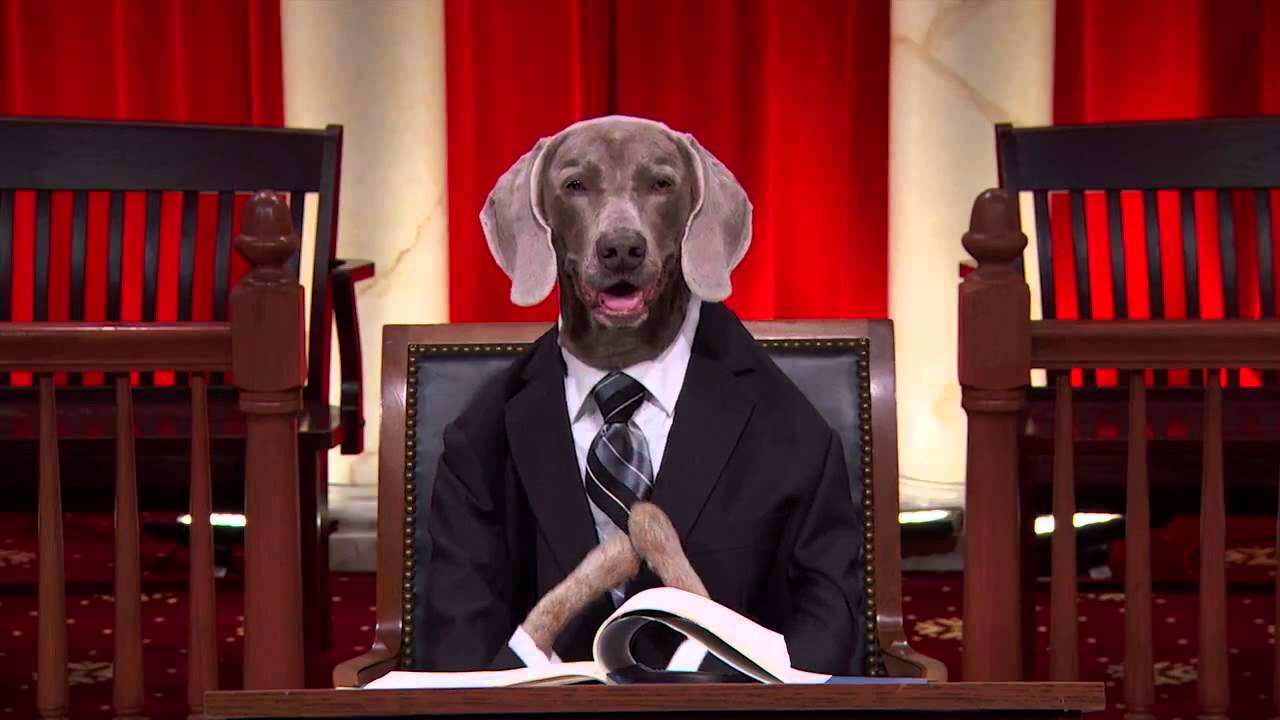 Florida V. Clayton Harris #RealAnimalsFakePaws