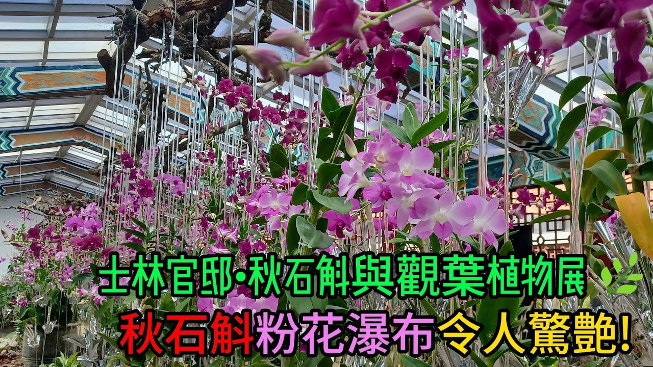 秋石斛與觀葉植物展#士林官邸#秋石斛#觀葉植物#火鶴花#彩葉芋#蝴蝶蘭#秋海棠