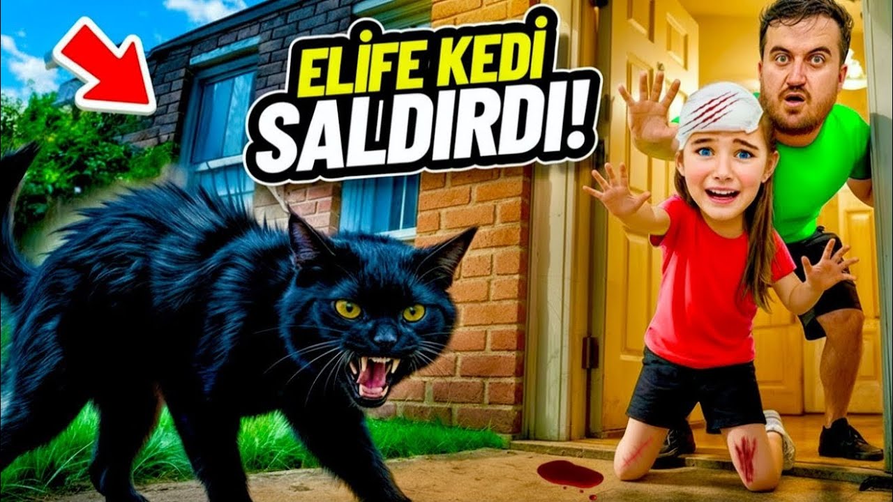 EYVAH SOKAK KEDİSİ ELİF SİNEME SALDIRDI ‼️ 