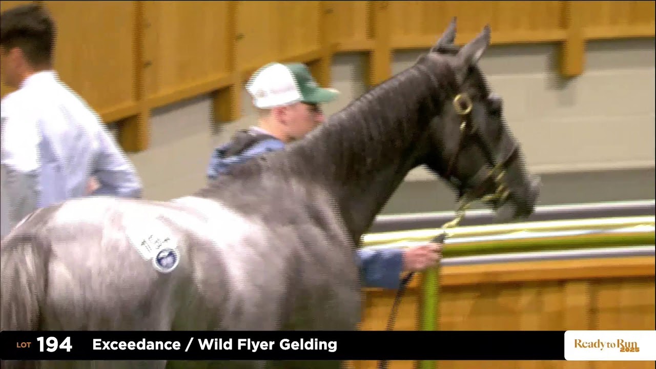 LIVE: 2025 NZB Ready to Run Sale of 2YOs, Day One