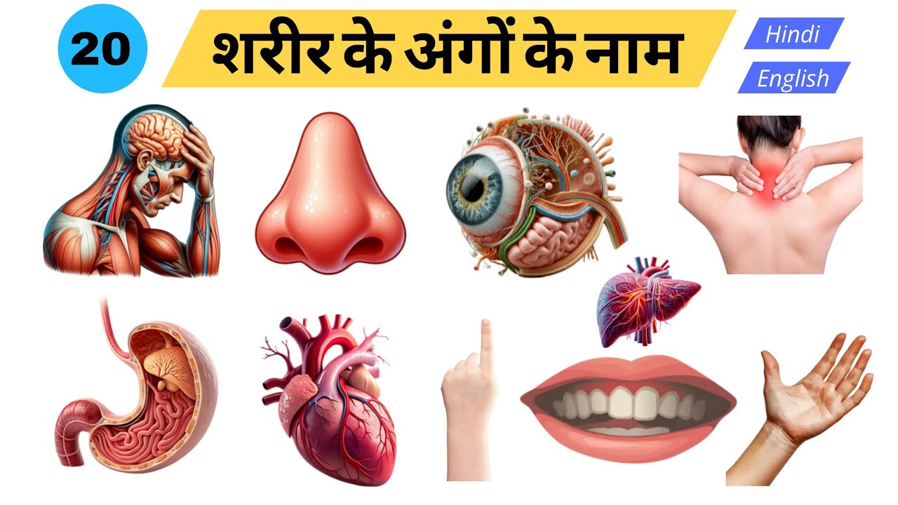 20 शरीर के अंगों के नाम बच्चों के लिए | Body Parts Name with Picture | Learn Parts of body