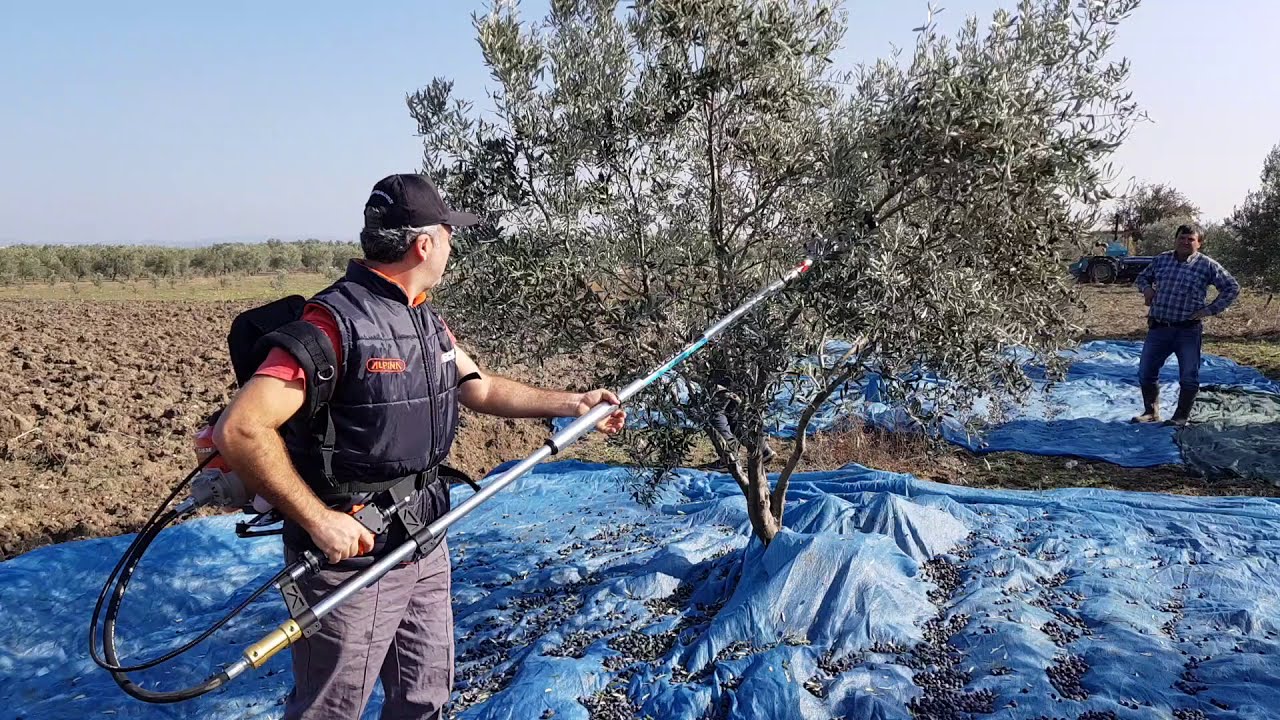 Kawasaki TJ53E zeytin hasat makinası - Kawasaki TJ53E olive harvester