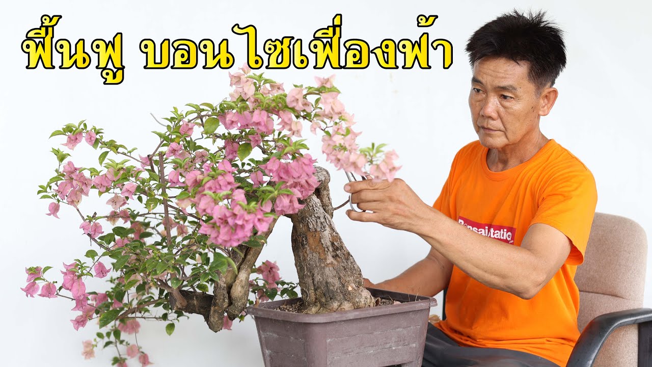 ฟื้นฟูบอนไซไม้ดอก เฟื่องฟ้า [Workshop Station] EP.137