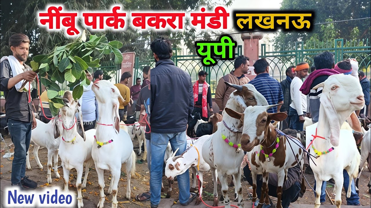 नींबू पार्क बकरा मंडी लखनऊ 01/03/2026 Nimbu Park Bakra Mandi Lucknow #bakramandi #goat
