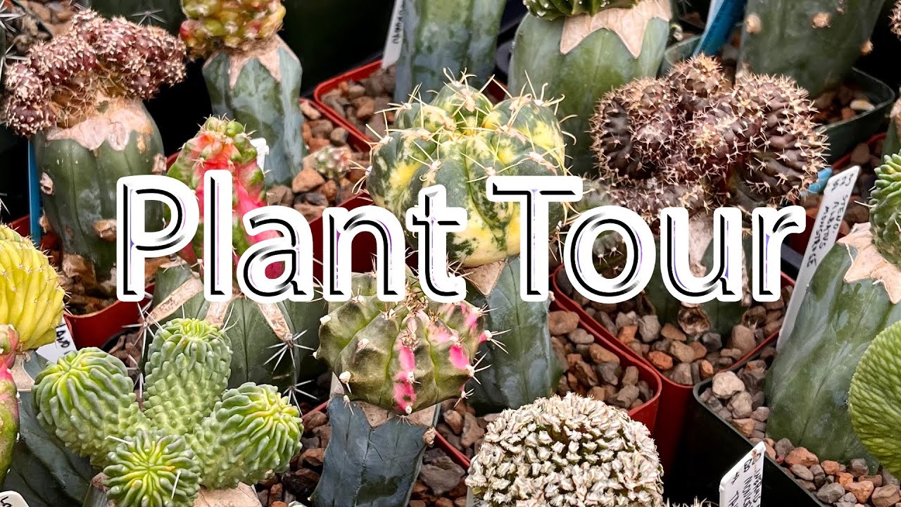 PLANT TOUR | houseplant collection | 20+ plants!