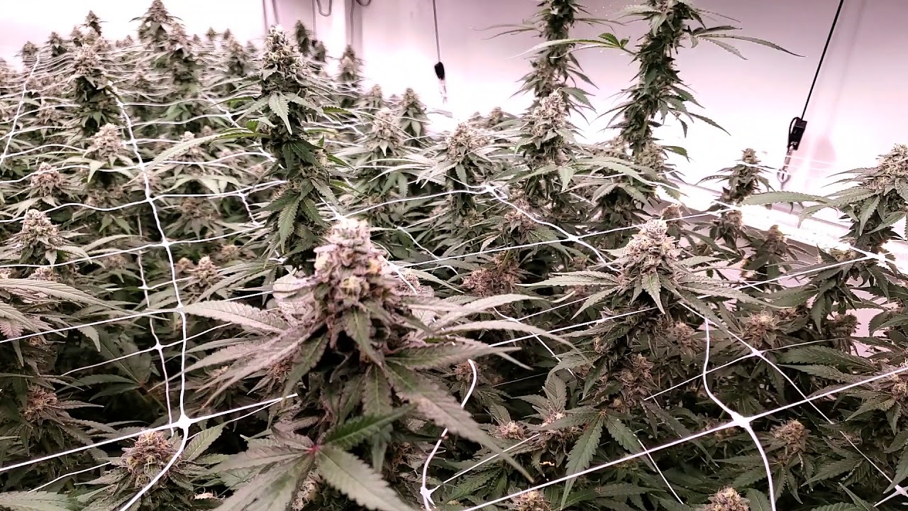 mendobreath & AlienOG day 41 flower