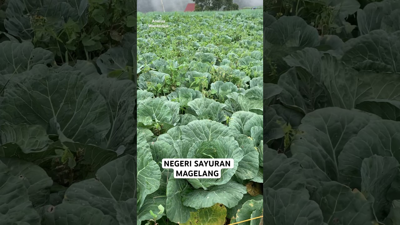 NEGERI SAYUR MAGELANG #magelang #4k #indonesia #travel