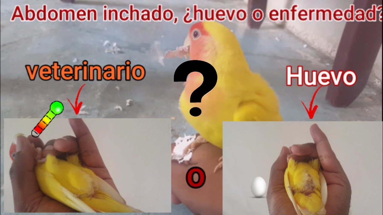 Agapornis lutino, Abdomen inchado ¿Necesita veterinario?/Agapornis Sexado gratis test 100% fiable.