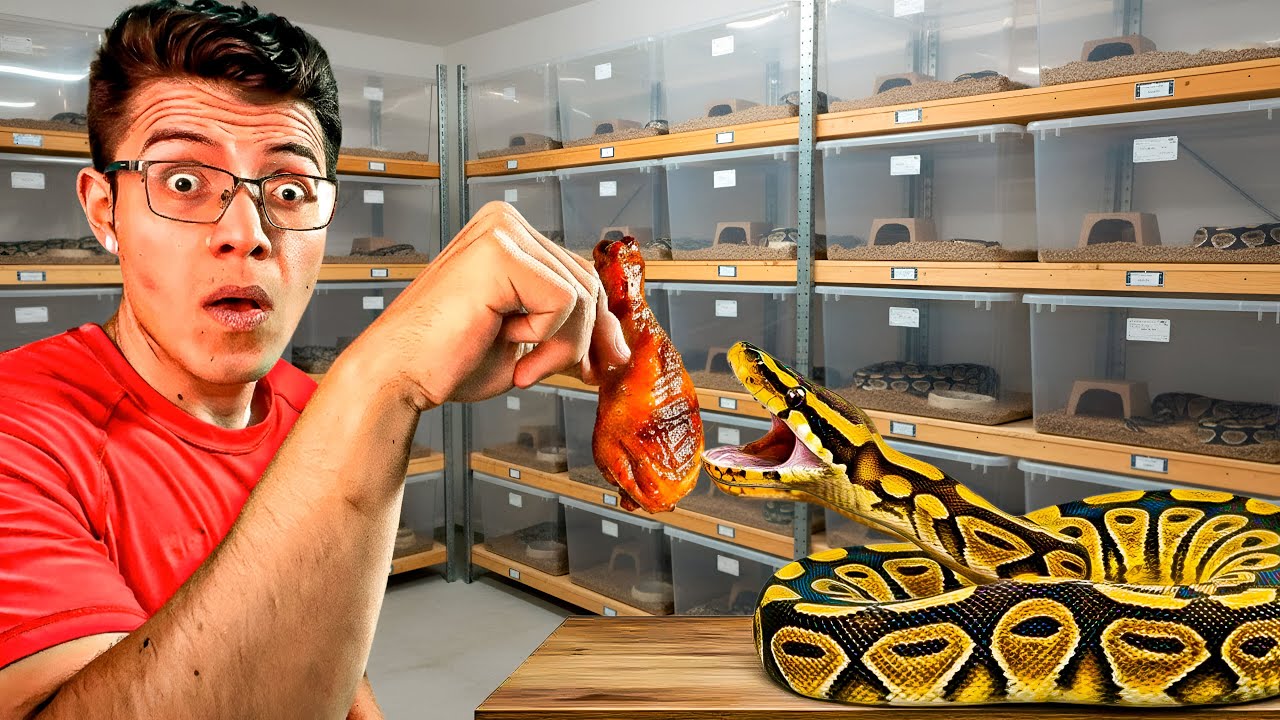 ¿Es MALO dar pollo a las SERPIENTES? 