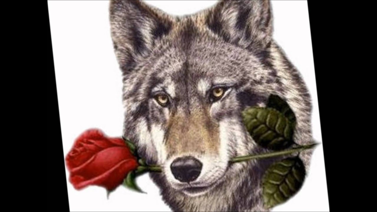 Lobo Domesticado - Tommy Olivencia