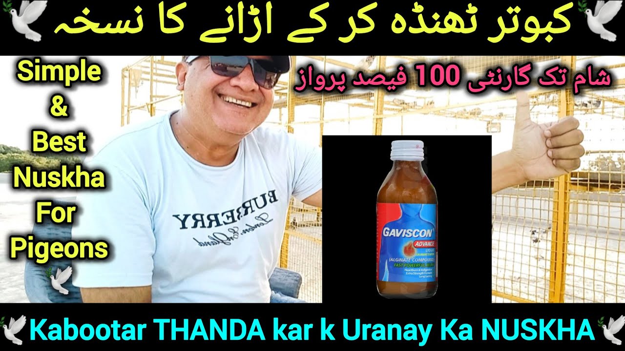 Kabootar ki parwaz k lye Nuskha | kabutar ki parwaz k lye Thanda Pani Nuskha | flying Nuskha