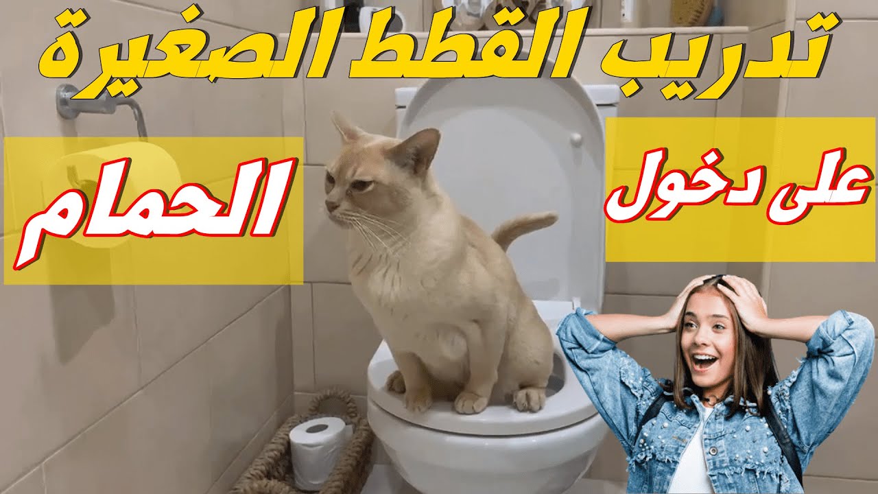 طريقة تدريب القطط الصغيرة على دخول الحمام#تعليم القطط إستعمال المرحاض من أول دقيقة_قطة جميلة