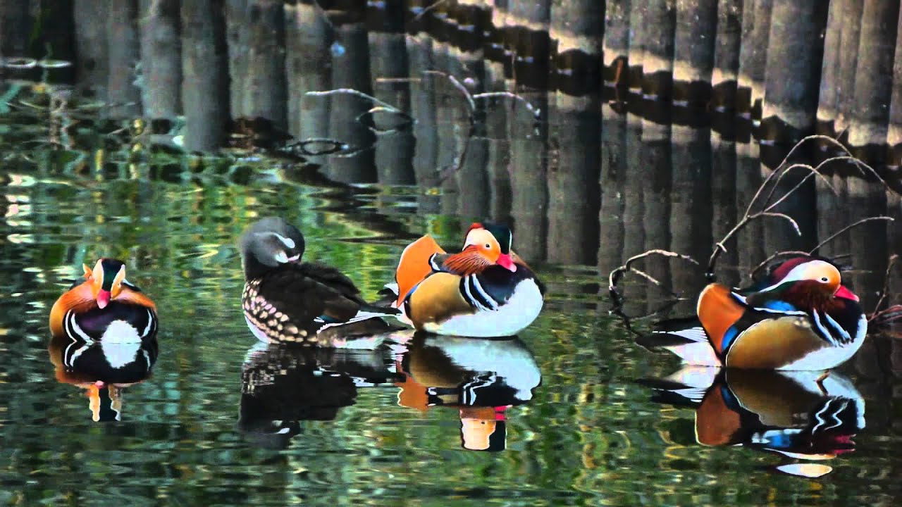 オシドリ 02　Mandarin Duck 02　(Aix galericulata)