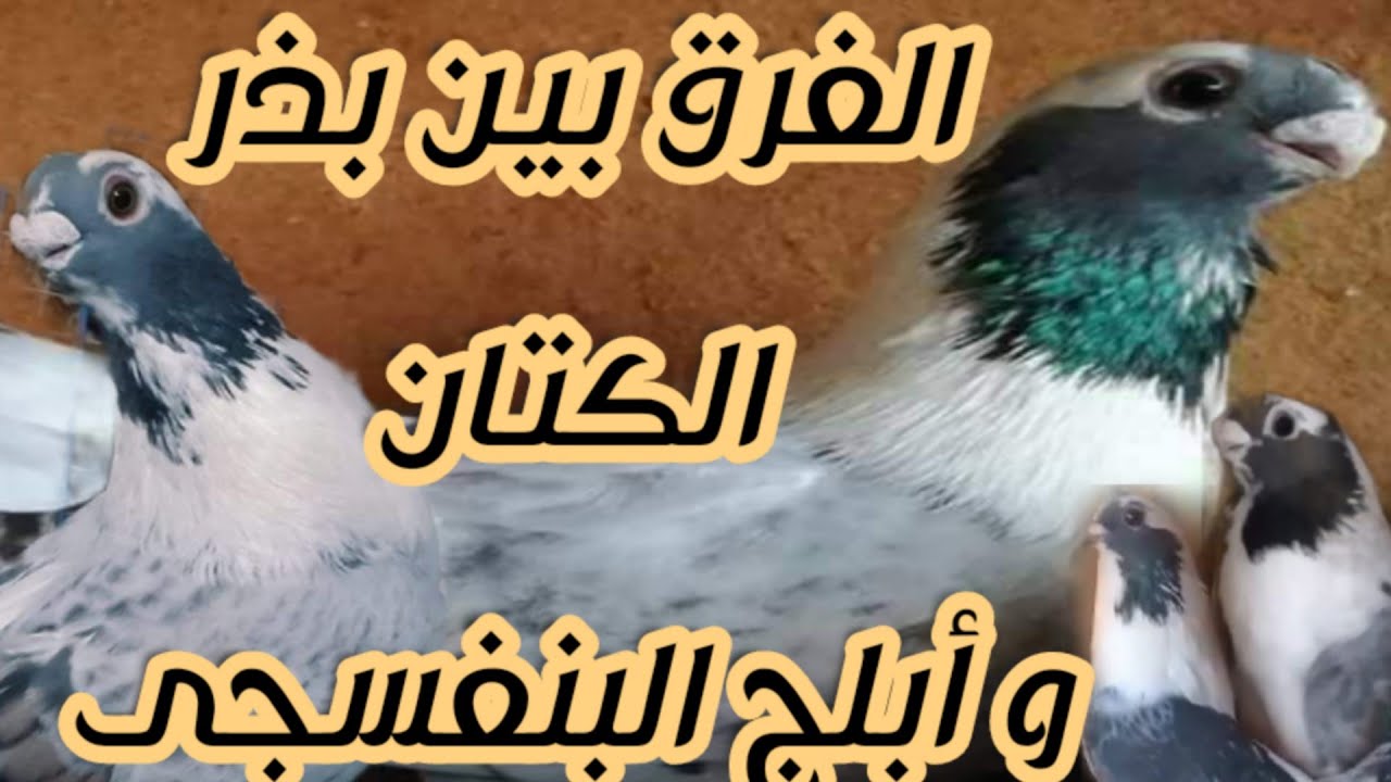 الفرق بين الابلق بذر الكتان وابلق البنفسجي مع ا/كرم فريد#لوفت_عمرو_اشرف