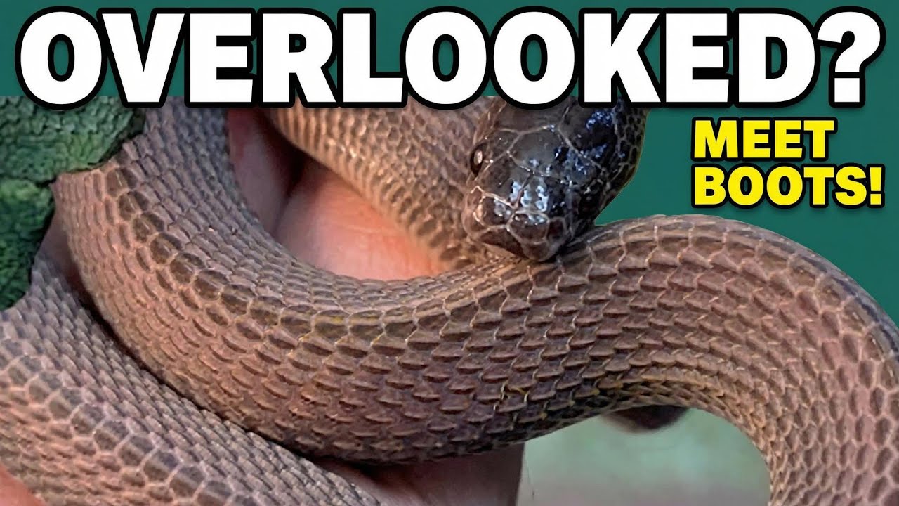 Let's Meet The Cape File Snake