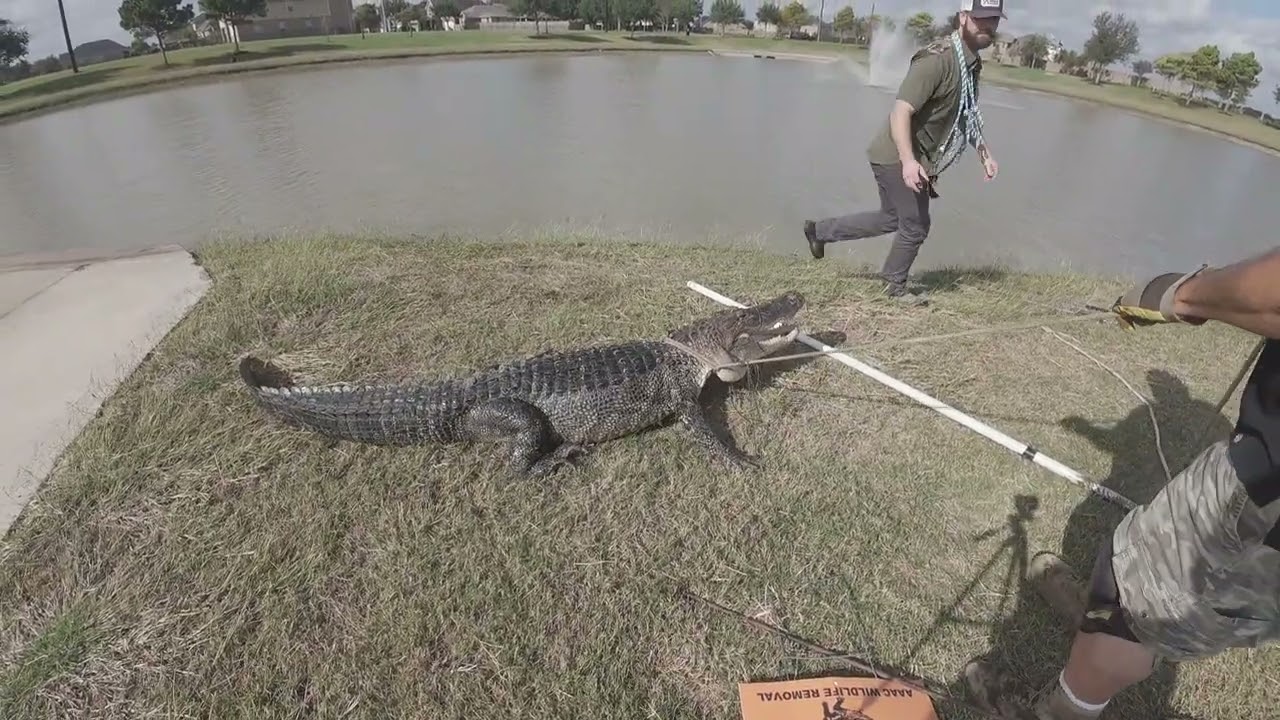 Everything's Bigger in Texas (Large Gator Removal)