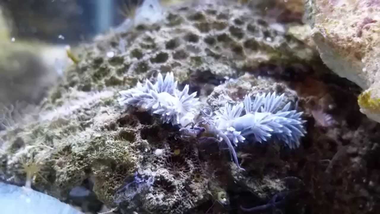 Berghia nudibranch eating aiptasia.