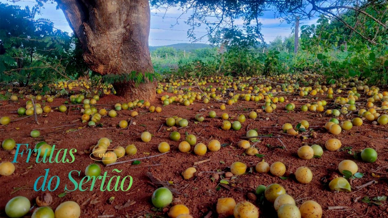 UMBU: UMA FRUTA DO SERTÃO