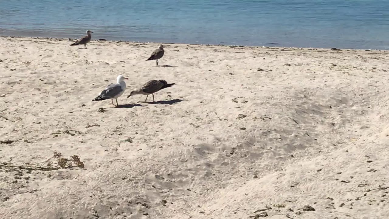 Som de Gaivota, Som de Filhote de Gaivota pedindo Comida!