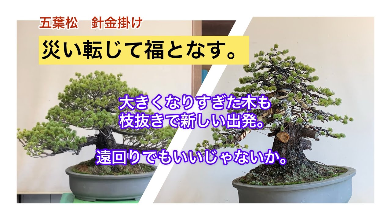 盆栽　五葉松　針金掛け　大きくなりすぎた木を枝抜きで再スタート。
