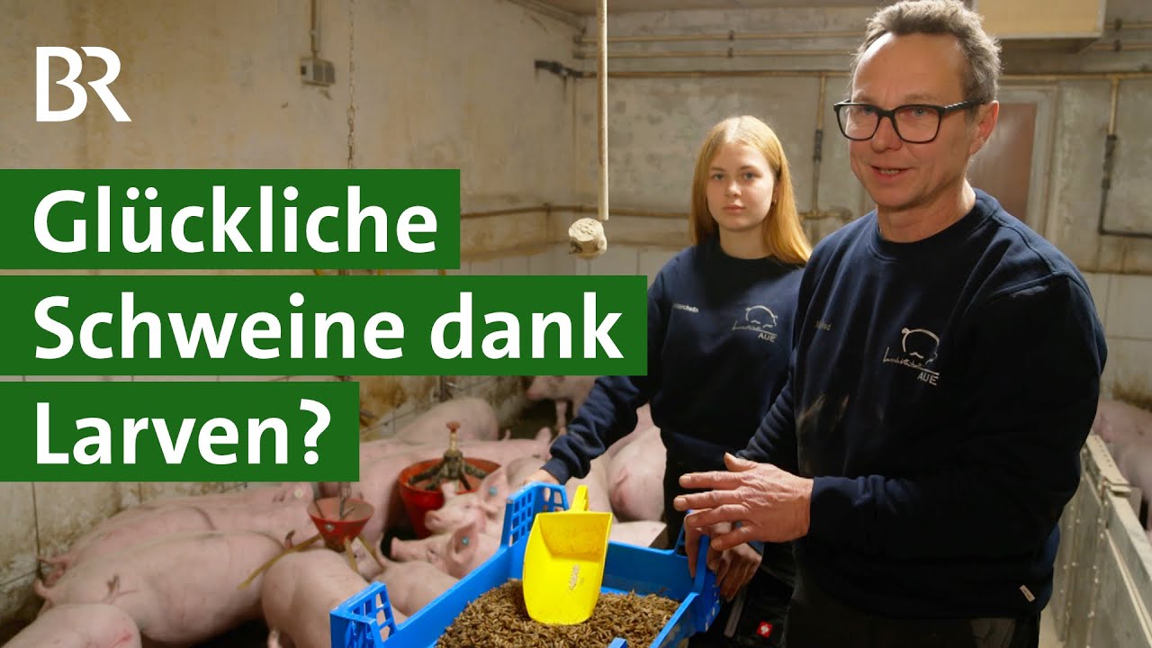 Gesundes Futter f&uuml;r Schweine: Landwirt investiert in Larvenmastanlage auf dem Hof | Unser Land | BR